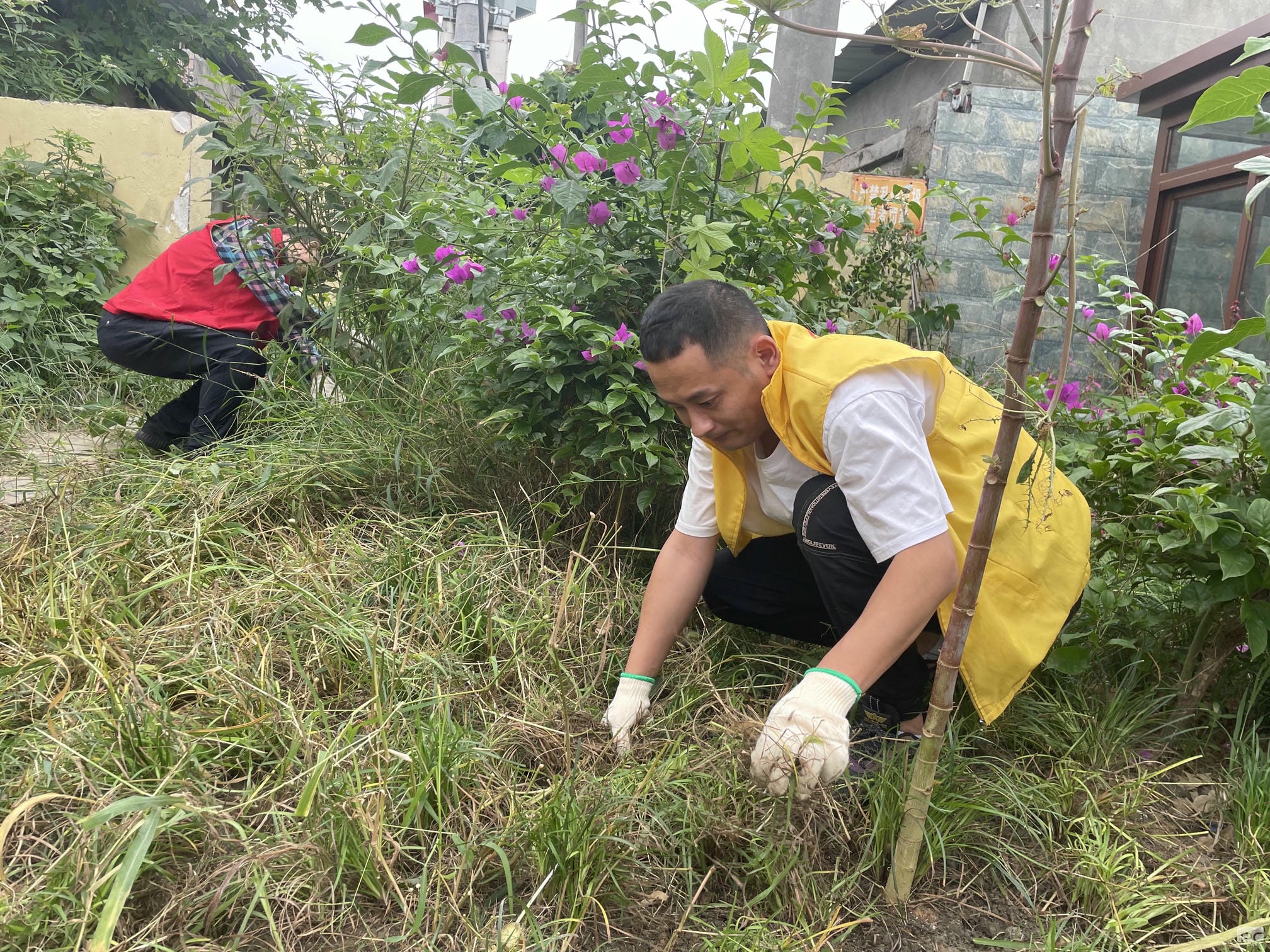 成都探矿加入土门社区微绿地维护自愿活动_下层动态_金喜最火知名网_尊时凯龙有限责任公司
